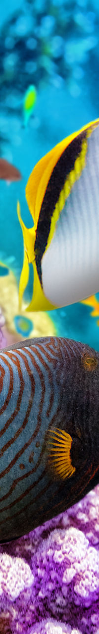 Colorful tropical fish swimming in coral reef
