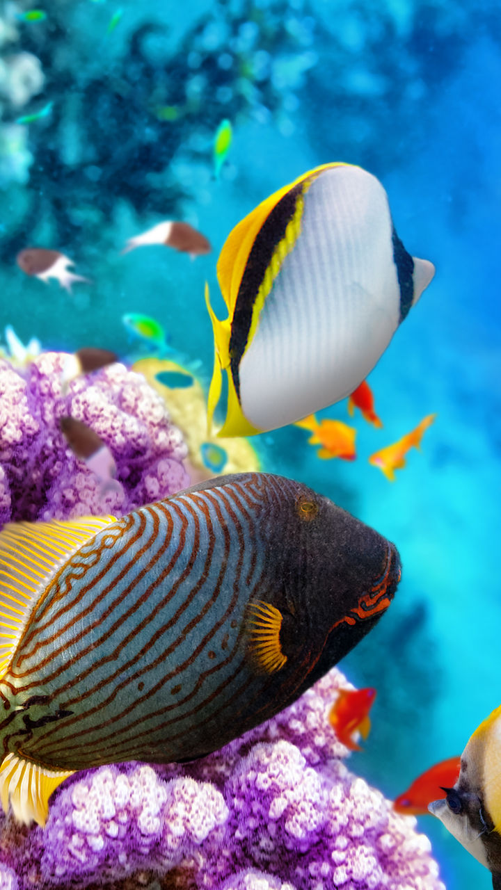 Colorful tropical fish swimming in coral reef