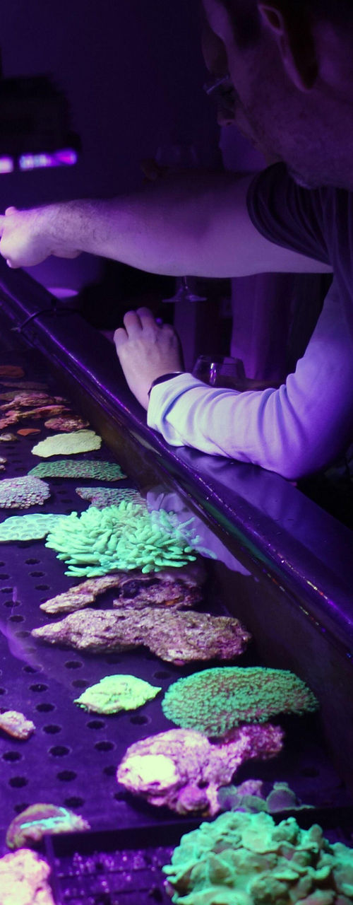 Aquarium coral display under UV lighting