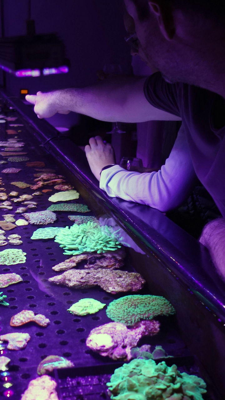 Aquarium coral display under UV lighting