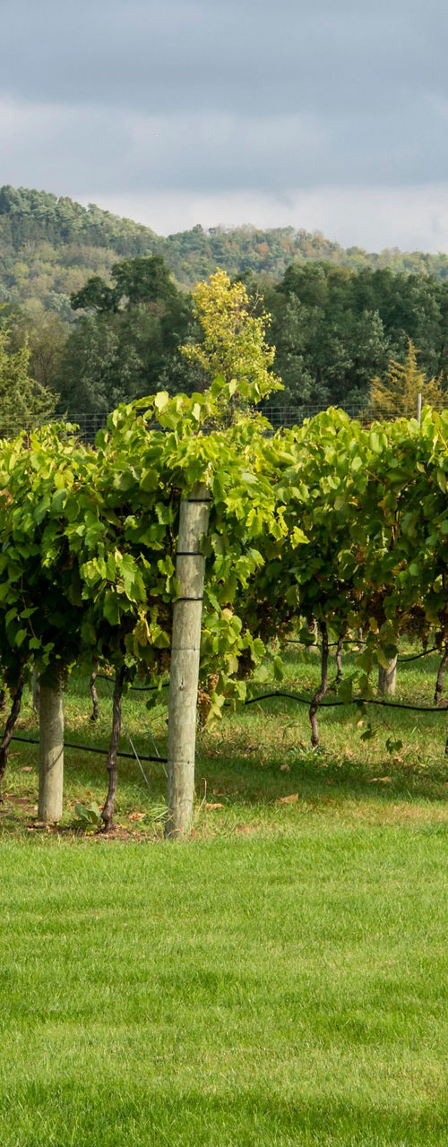 Lush vineyard with rolling hills backdrop