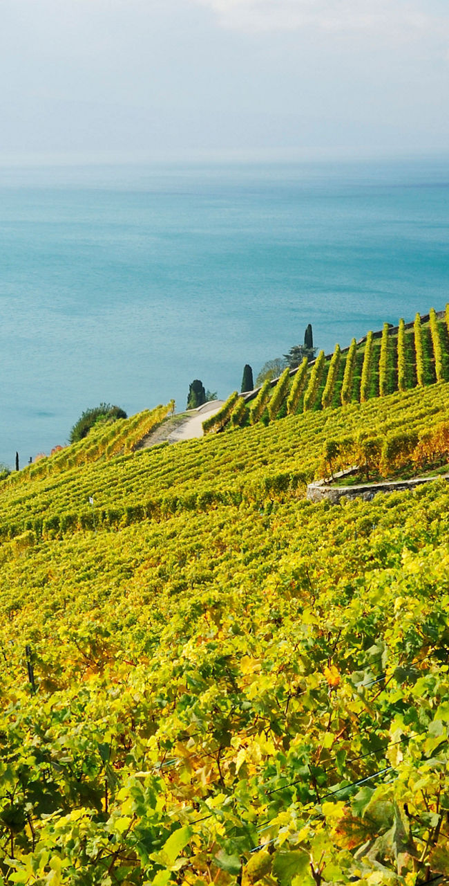 Scenic vineyard overlooking a serene coastline