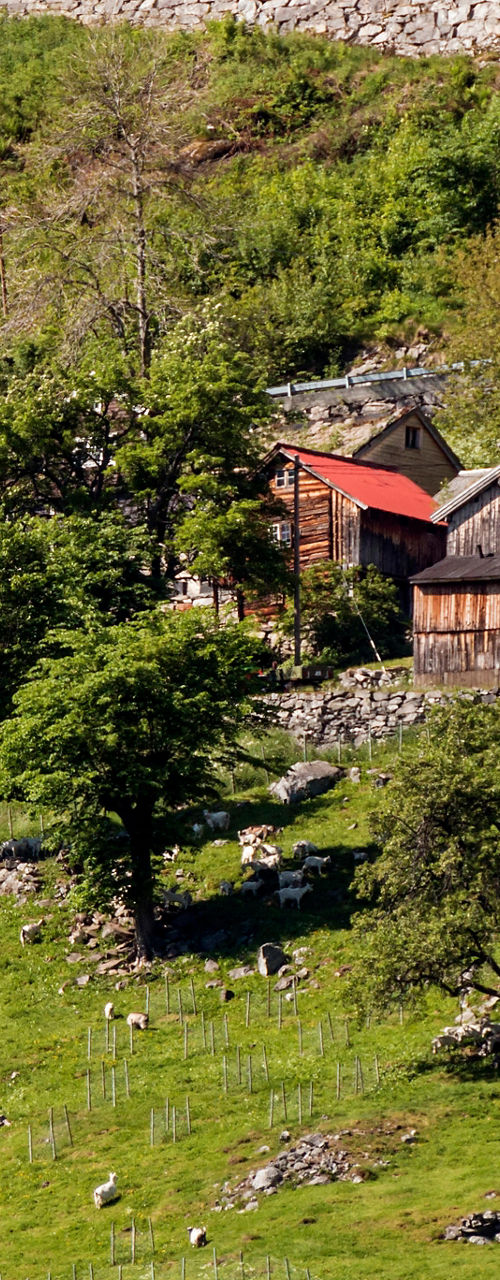 Rustic hillside farmhouses in lush greenery