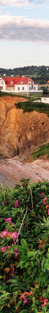 Coastal village with cliffs and flowers
