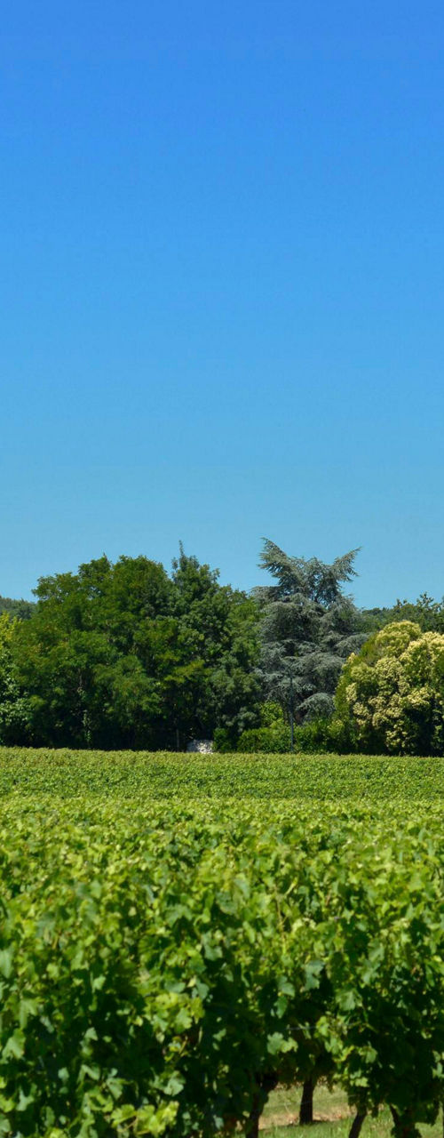Vineyard with historic building and trees