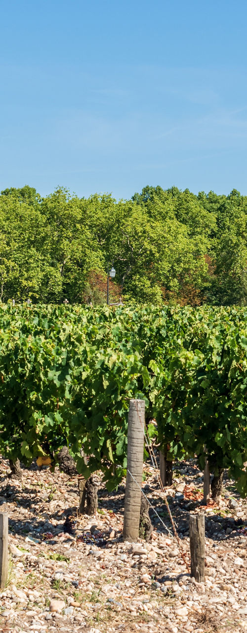 Vineyard with Historic Church Under Clear Blue Sky