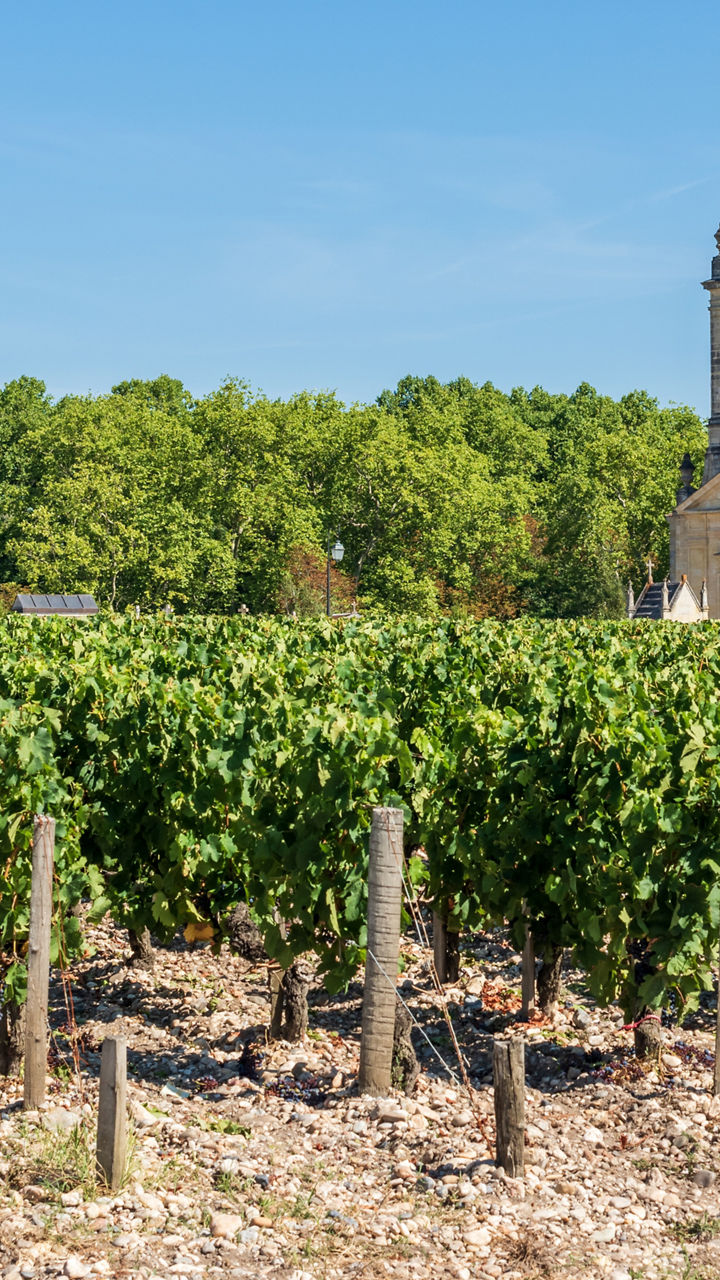 Médoc Vineyards on Foot