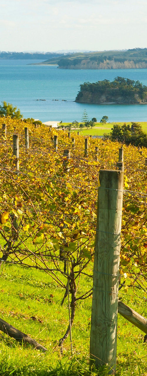 Scenic vineyard overlooking coastal landscape