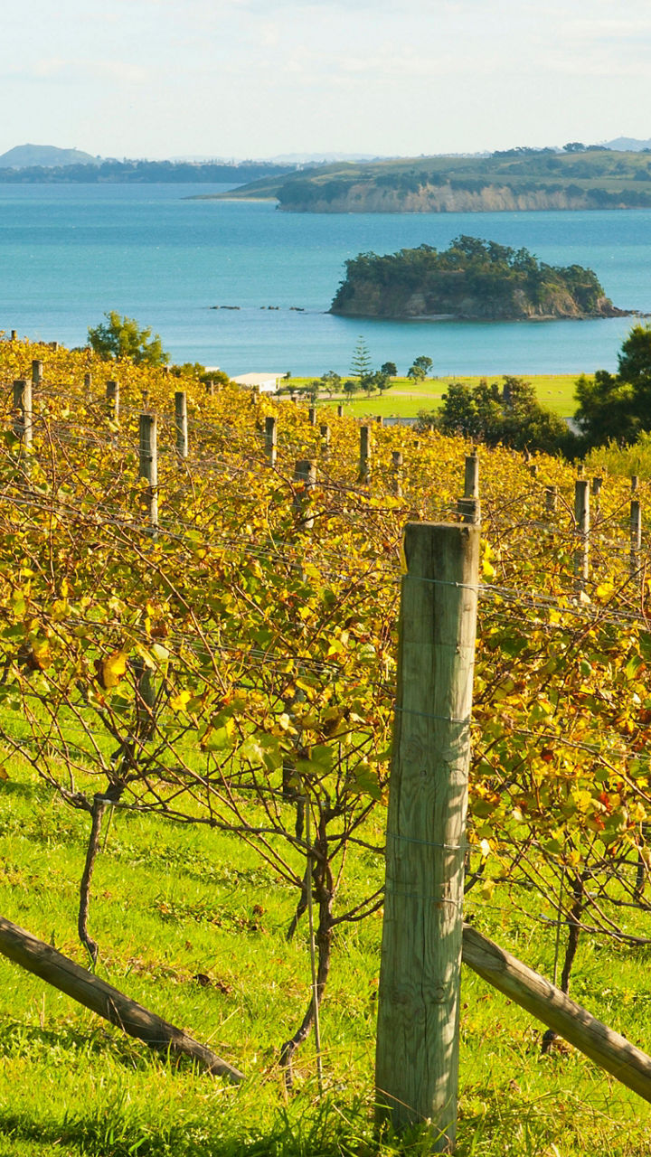 Waiheke & Wines