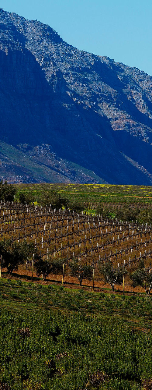 Scenic vineyard with mountain backdrop