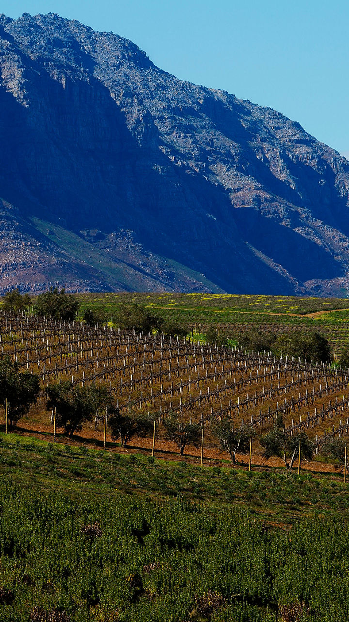 Panoramic Stellenbosch & Wine Tasting