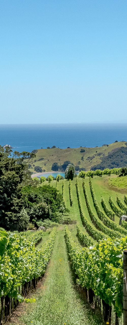 Scenic vineyard overlooking ocean and hills