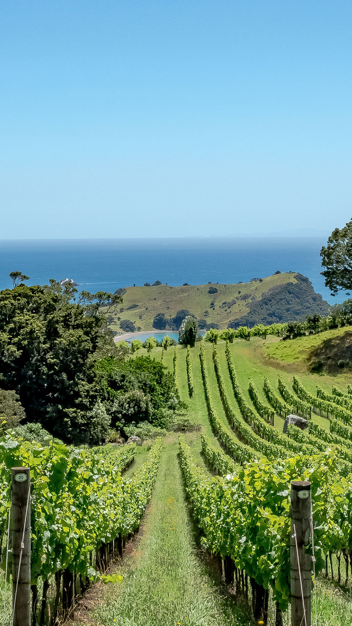 Matakana Art & Gardens