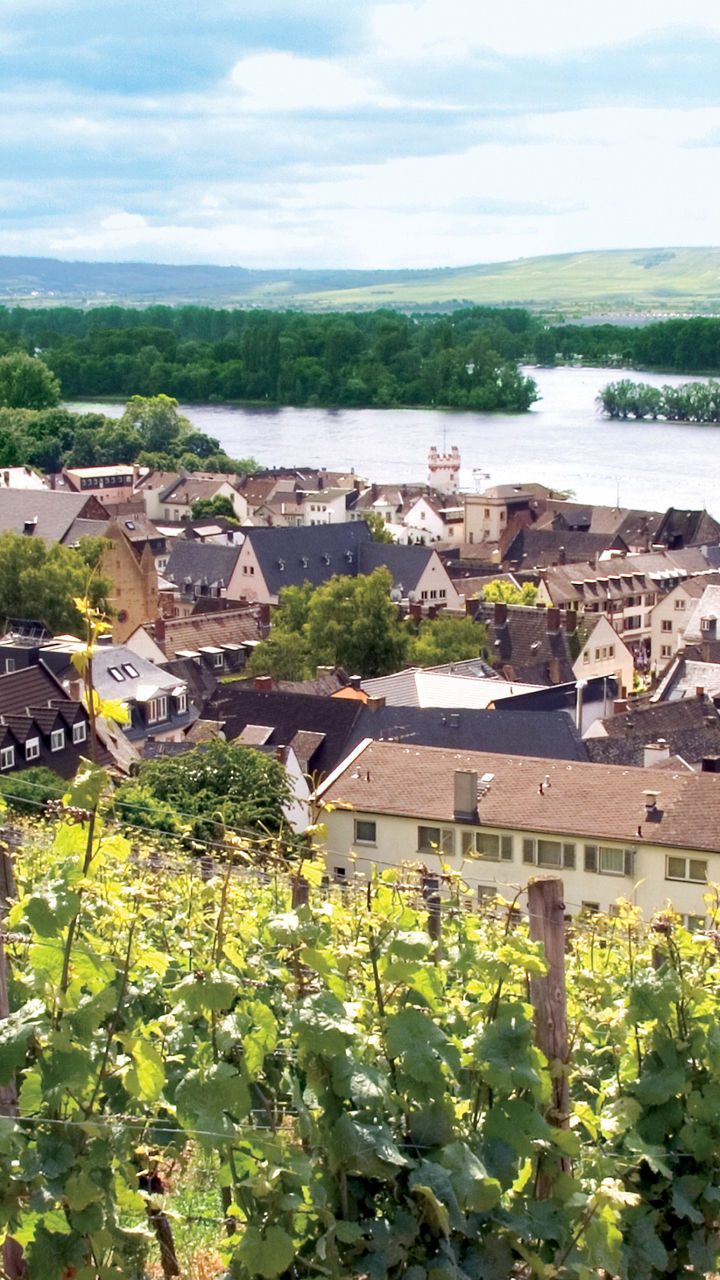 Scenic Vineyard Overlooking Riverside Town