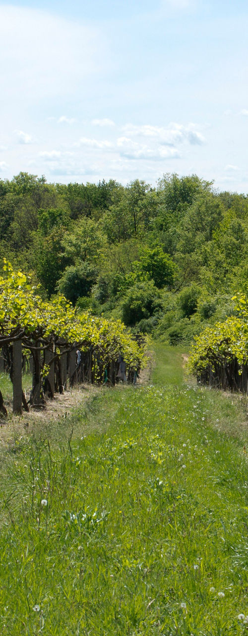 Lush Vineyard Rows on Sunny Day