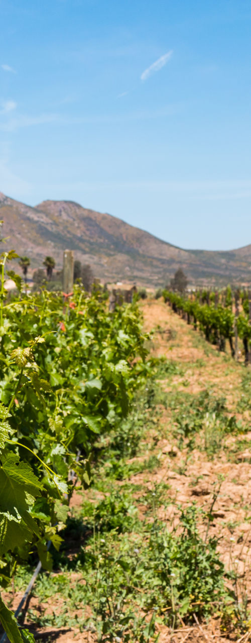 Vineyard landscape under clear blue sky