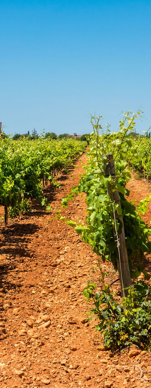 Vineyard Rows Under Clear Blue Summer Sky