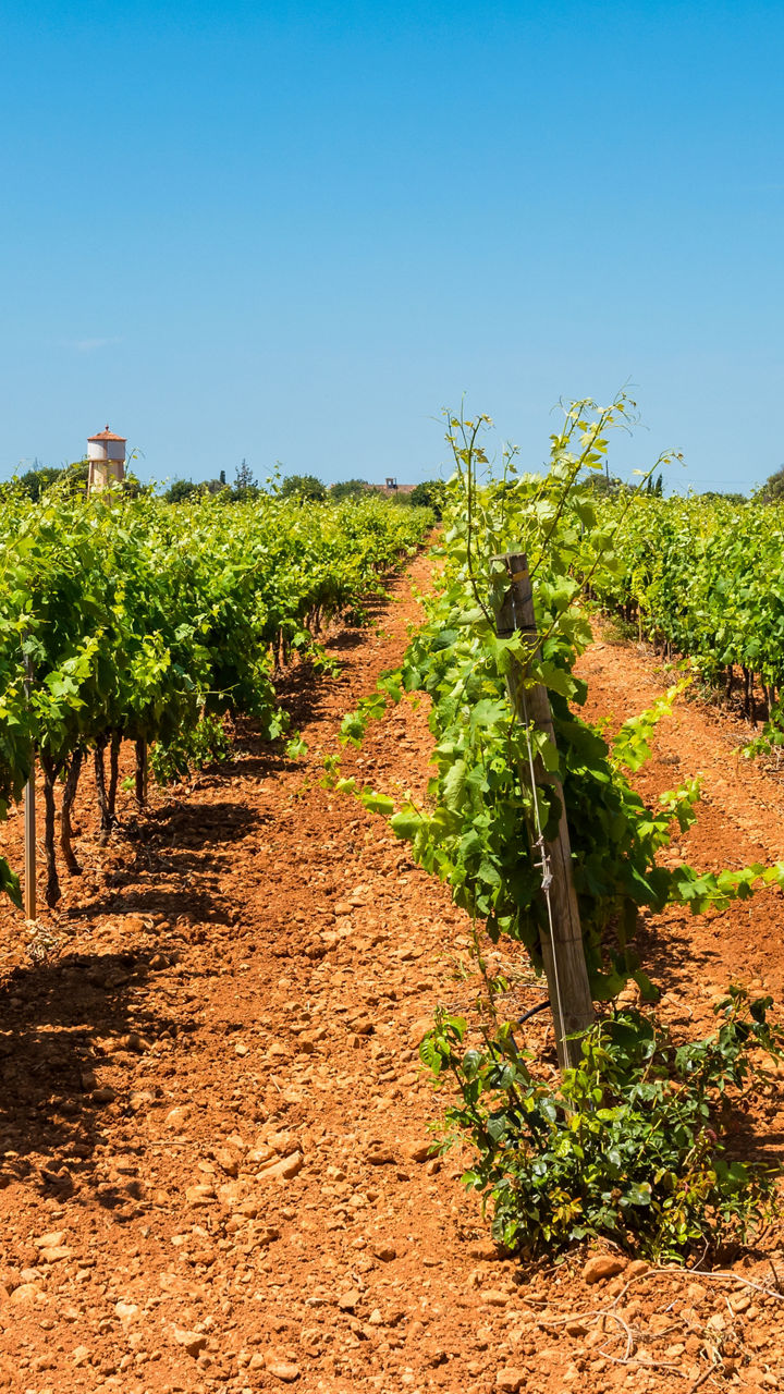 Port d'Andratx & Wine Tasting