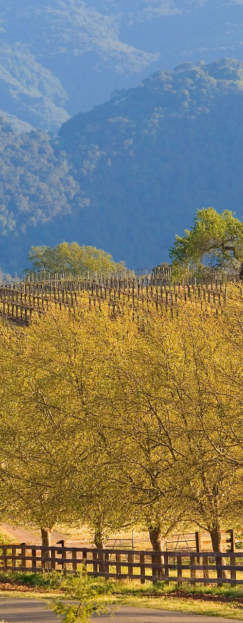 Scenic Vineyard Landscape with Rolling Hills