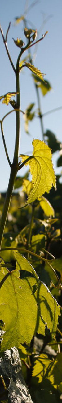 Sunlit vineyard with lush green leaves