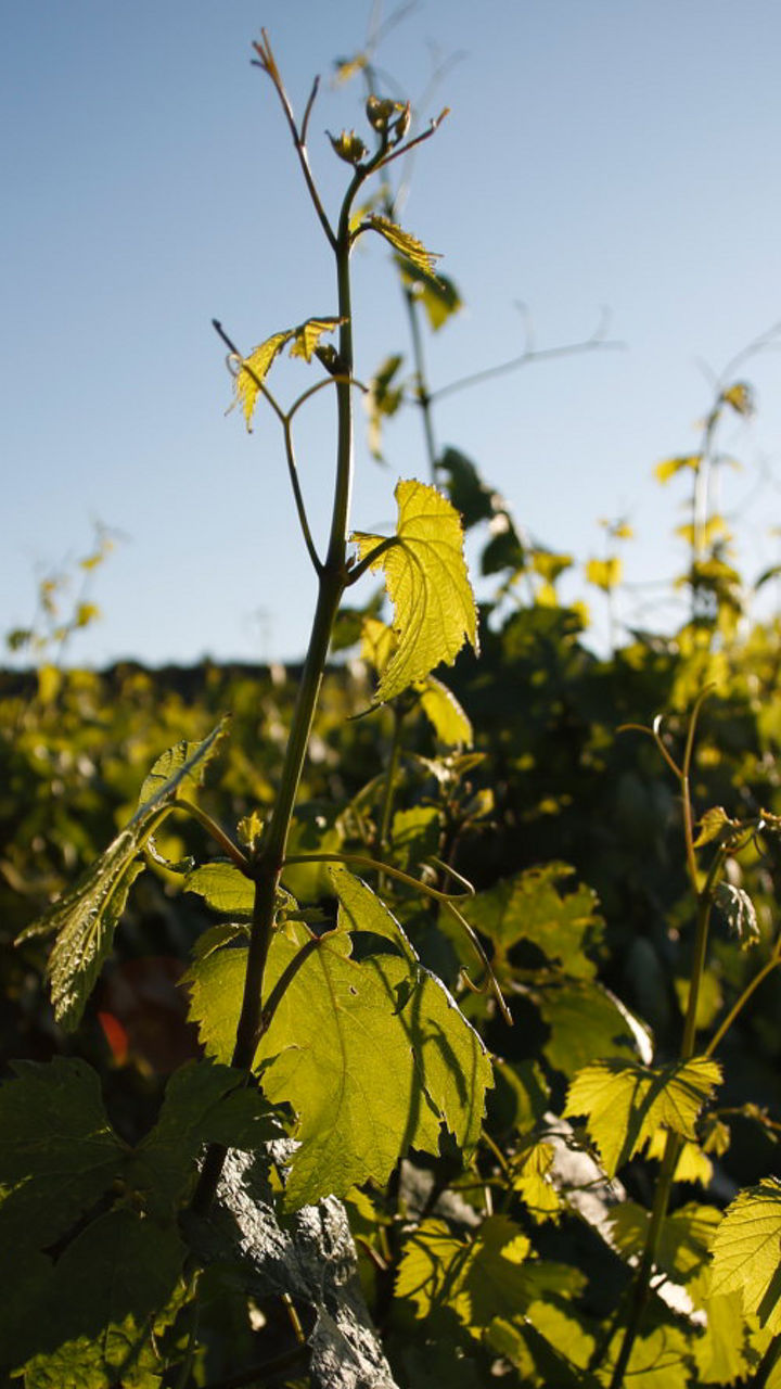 Sunlit vineyard with lush green leaves
