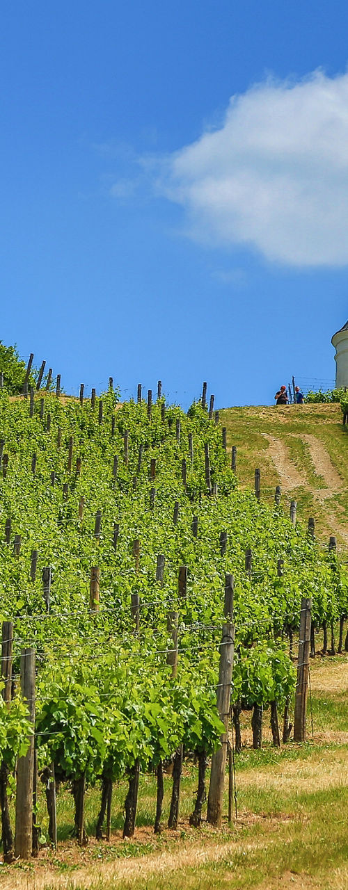 Scenic vineyard with hilltop chapel