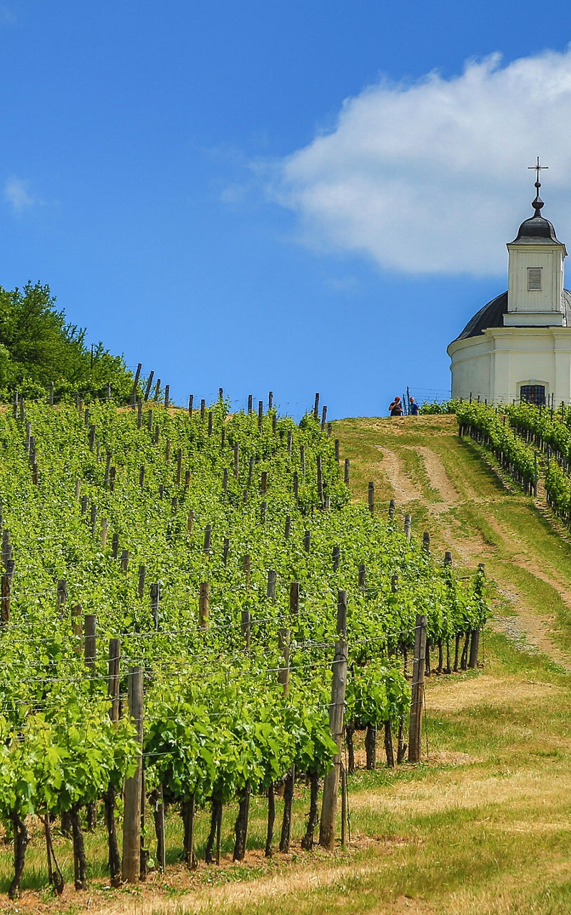 Scenic vineyard with hilltop chapel