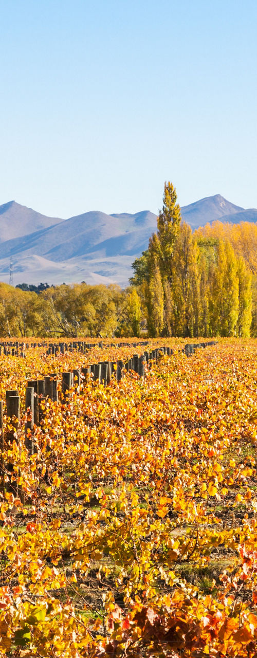 Autumn vineyard with mountain backdrop