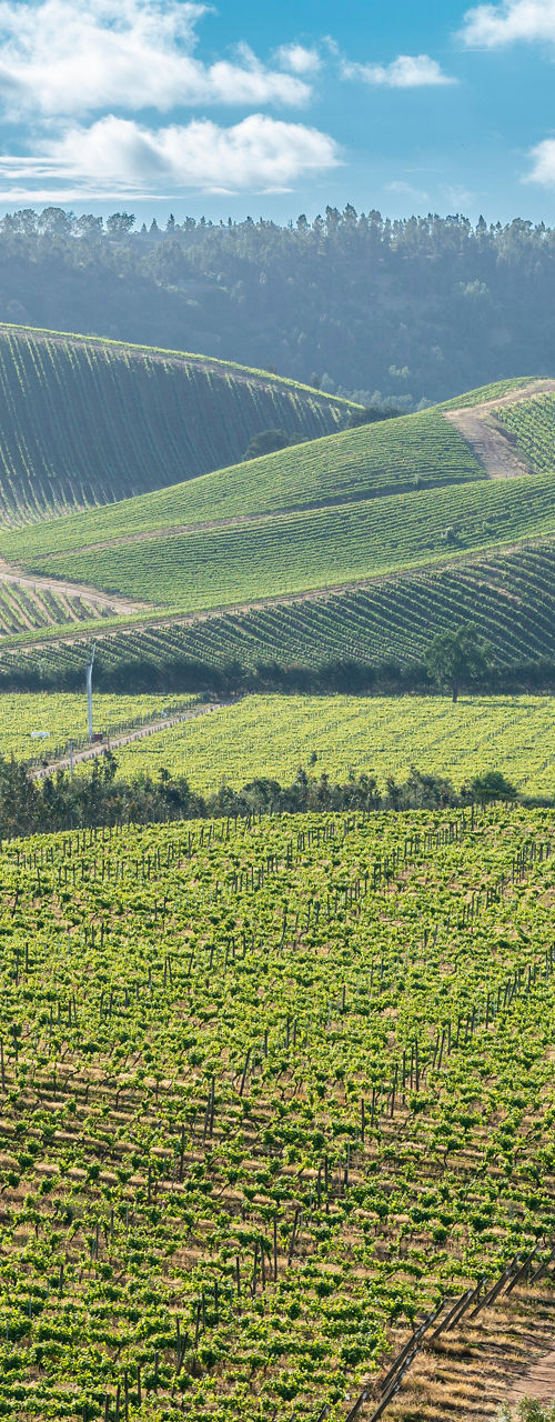 Scenic vineyard landscape with rolling hills