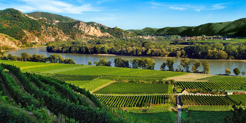 Scenic vineyard landscape with river view