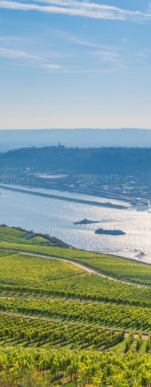 Sunlit river valley with terraced vineyards