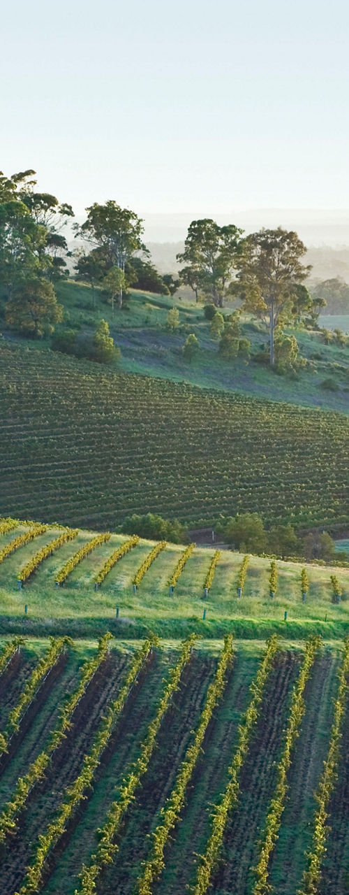 Scenic vineyard landscape at sunrise