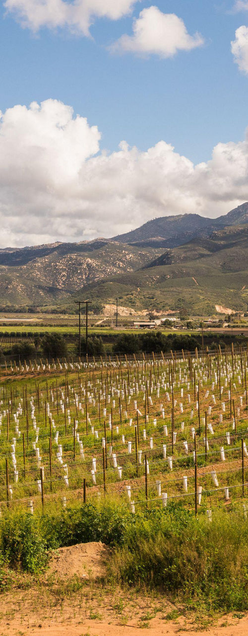 Scenic vineyard with mountain backdrop