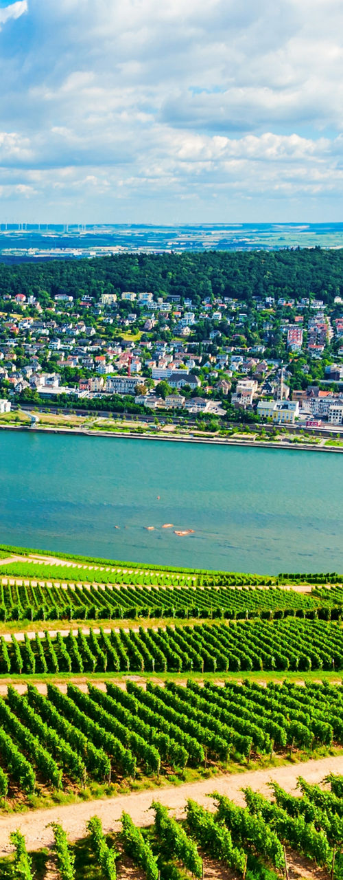 Scenic Vineyard Overlooking a Serene River