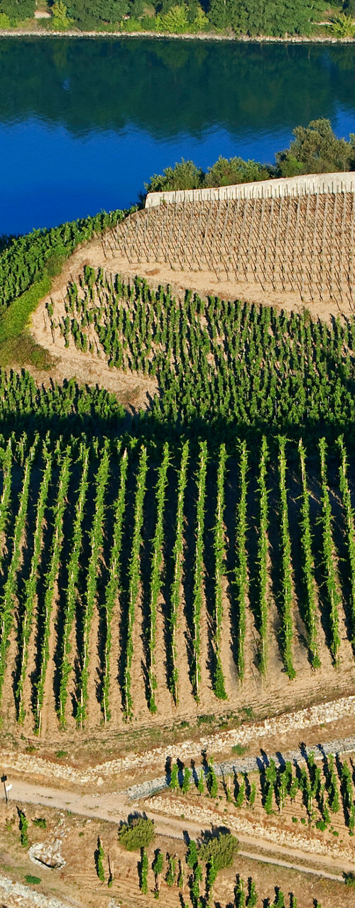 Aerial View of Vineyard by River