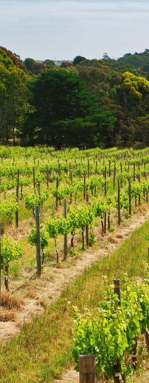Vibrant vineyard landscape under clear skies