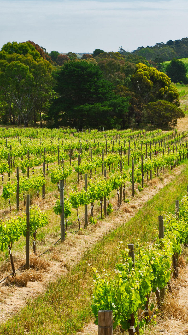 Wine Tasting in McLaren Vale
