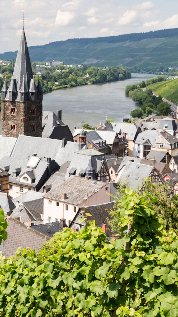 Scenic vineyard overlooking European town and river