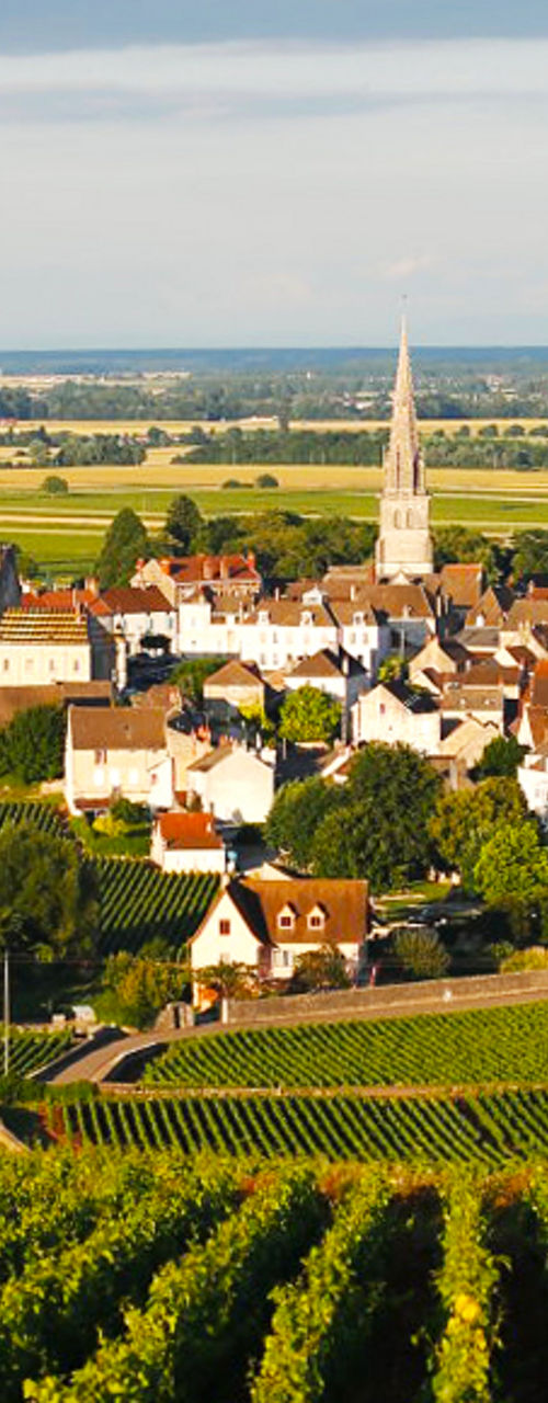 Scenic vineyard overlooking a rural village