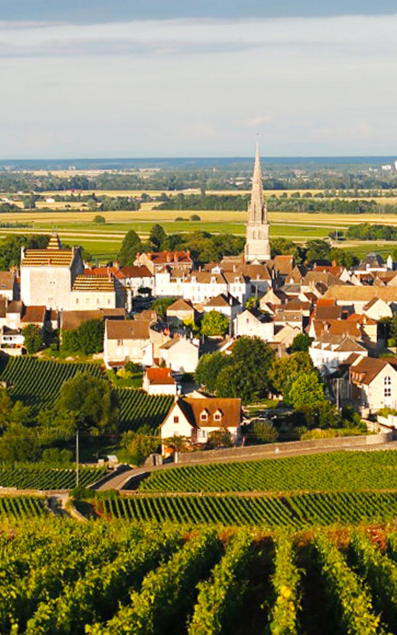 Scenic vineyard overlooking a rural village