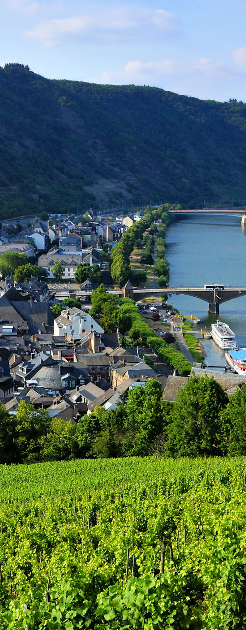 Scenic Vineyard Overlooking River and Town