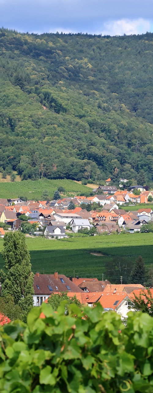 Scenic village surrounded by lush vineyards