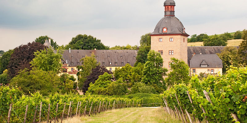 Historic vineyard with castle and greenery