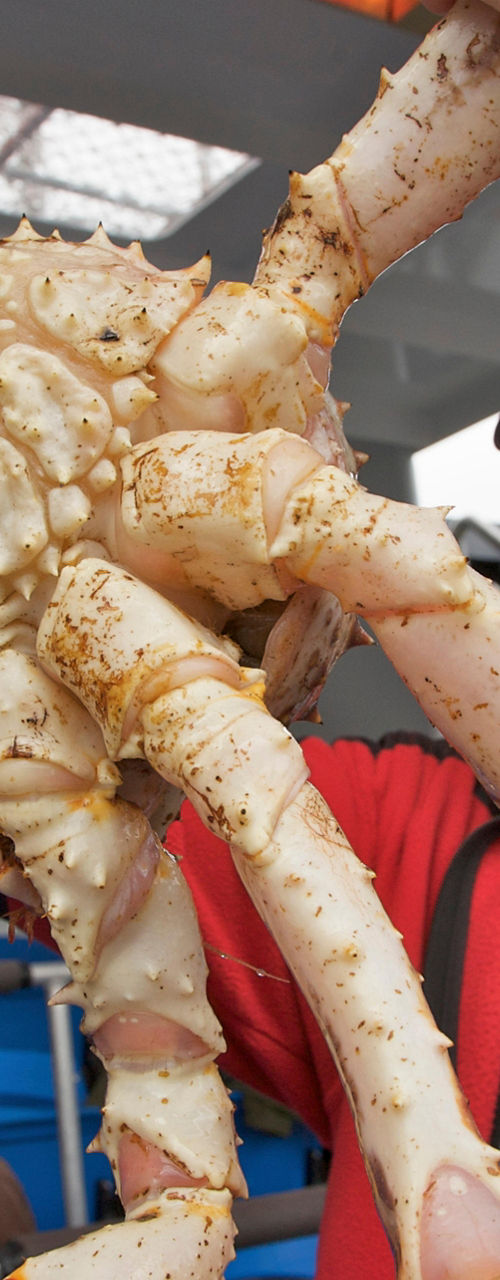 Large crab held on a boat deck