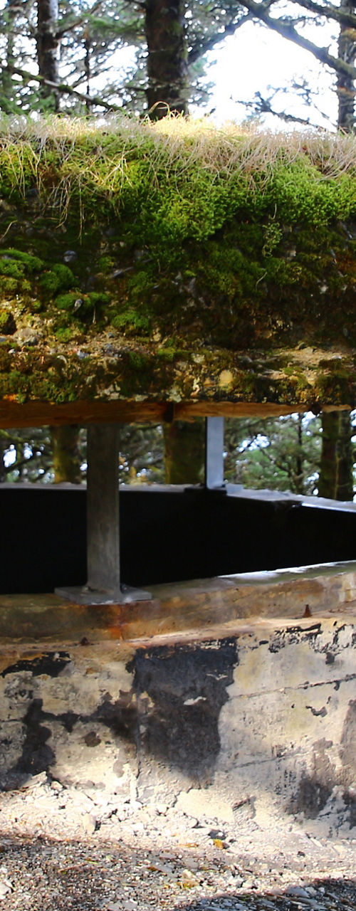 Moss-covered bunker in forest setting