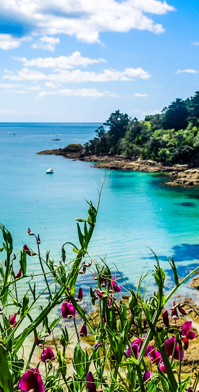 Scenic coastal view with vibrant flowers