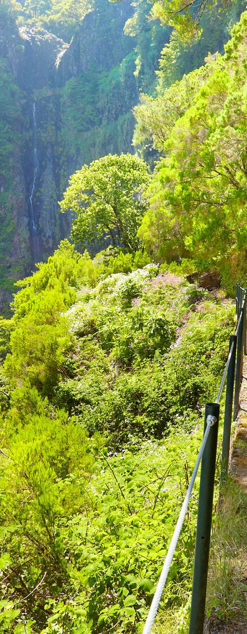 Woman hiking lush forest trail