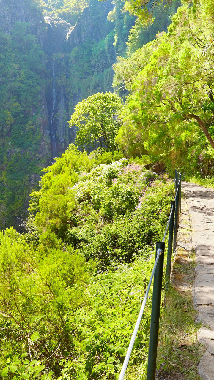 Levada Walk
