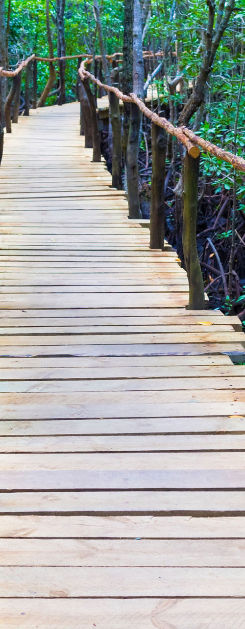 Wooden pathway through lush mangrove forest