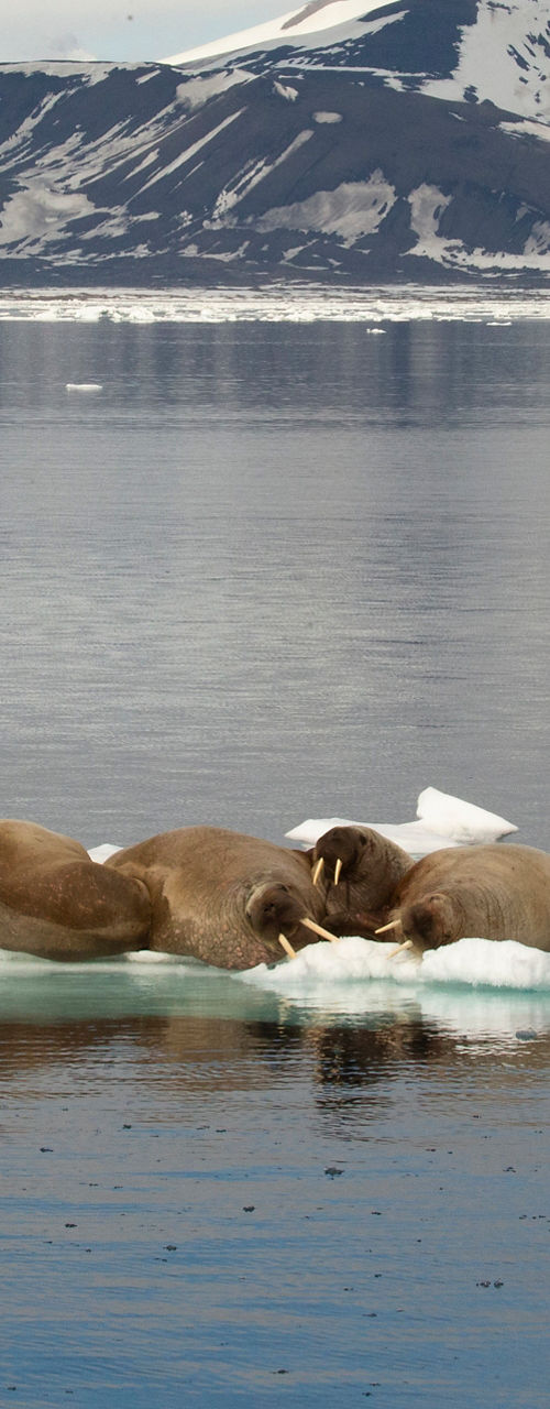Walruses resting on Arctic ice floe